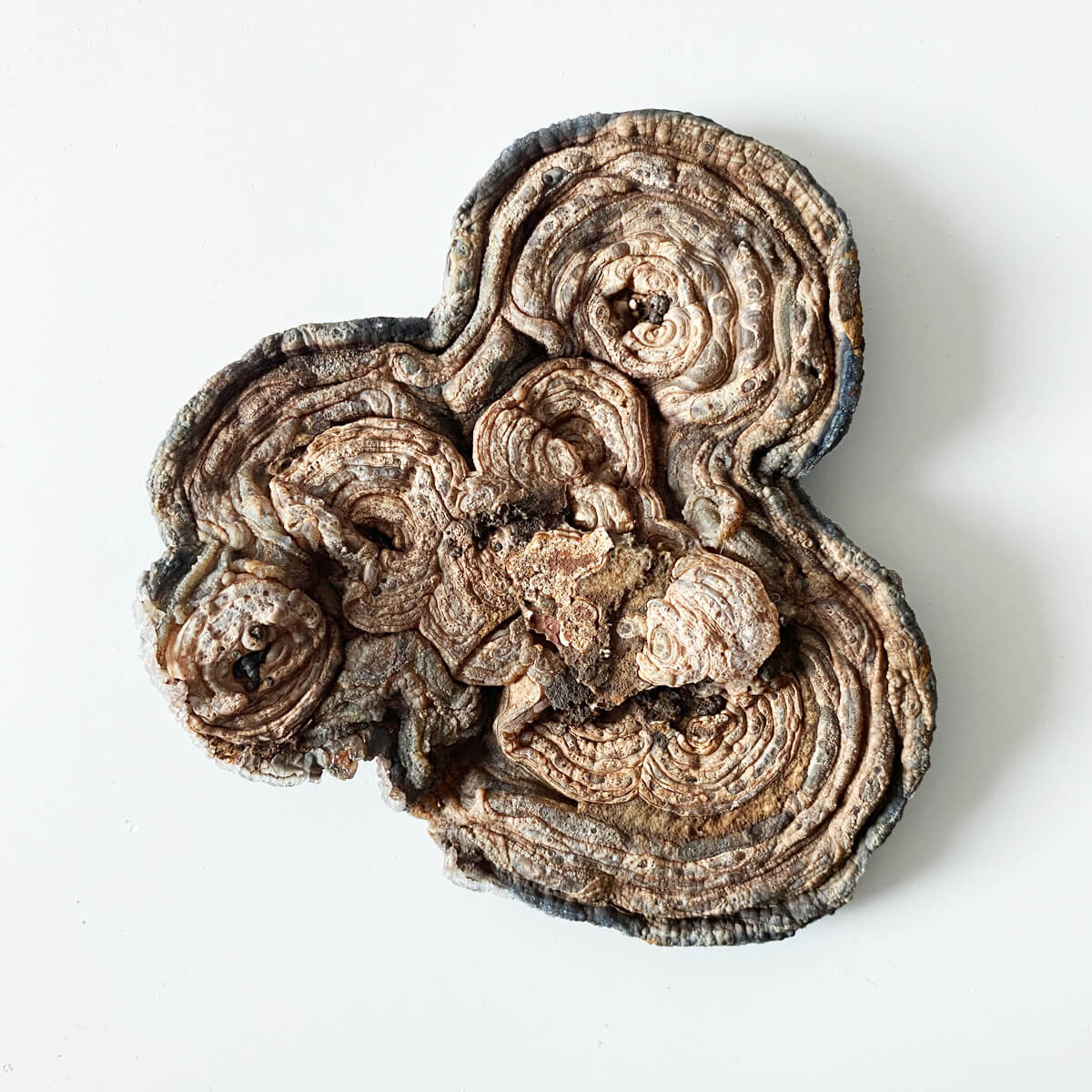 flor de calcedonia natural