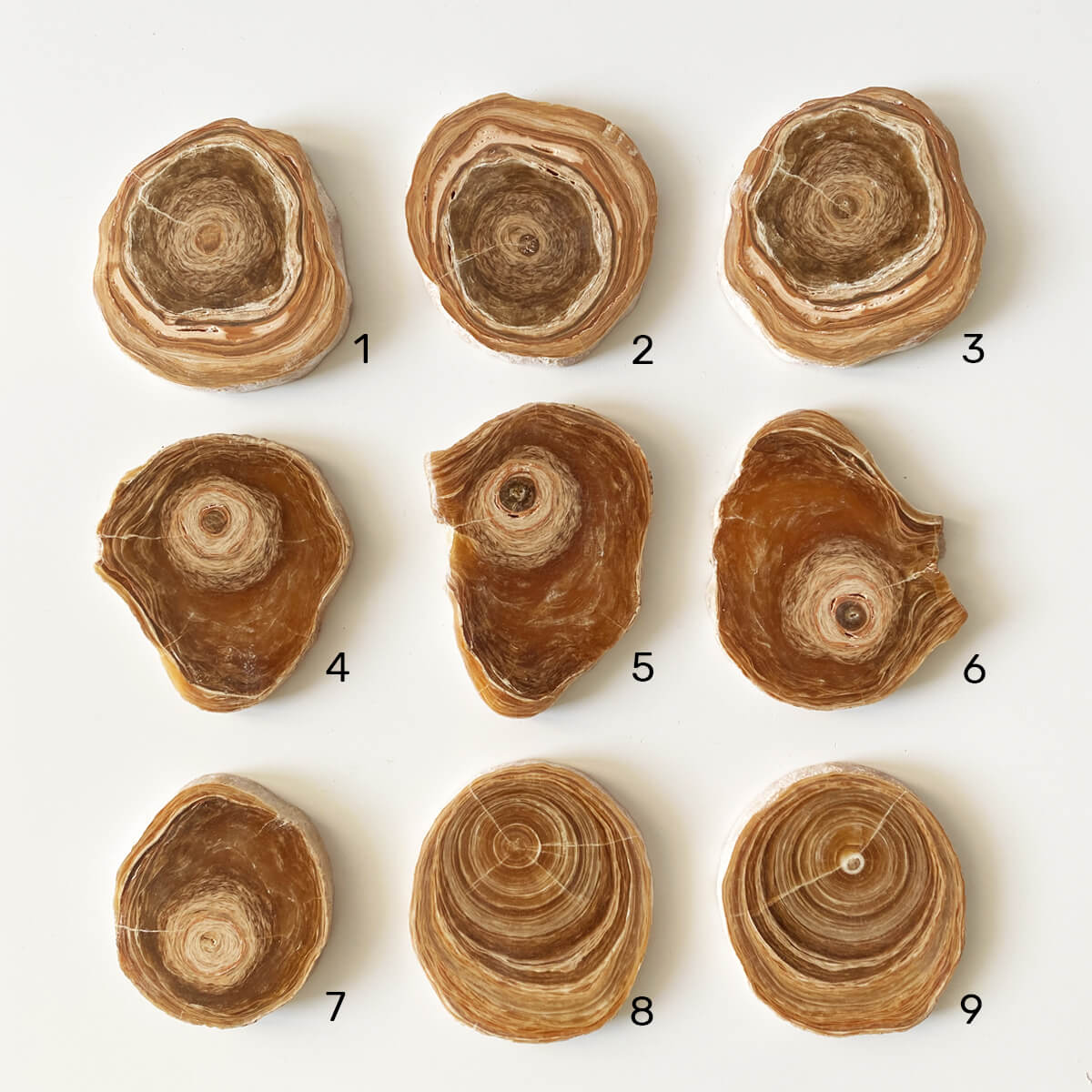 placa de aragonito marrón