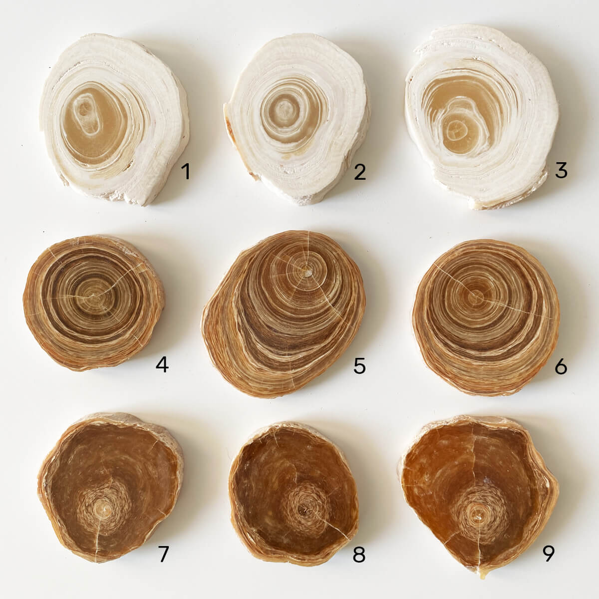 placa de aragonito semi pulido