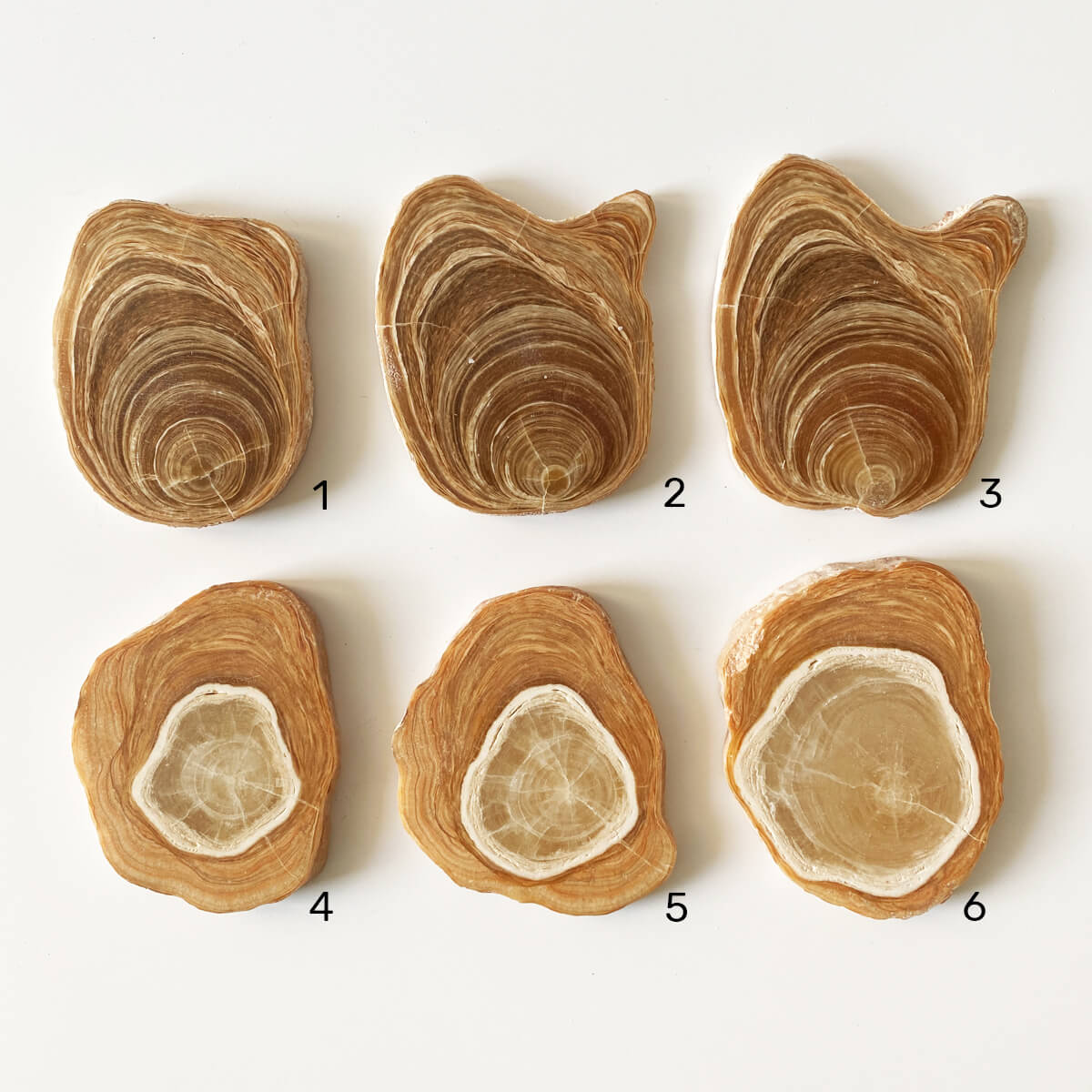 placa de aragonito veteado grande