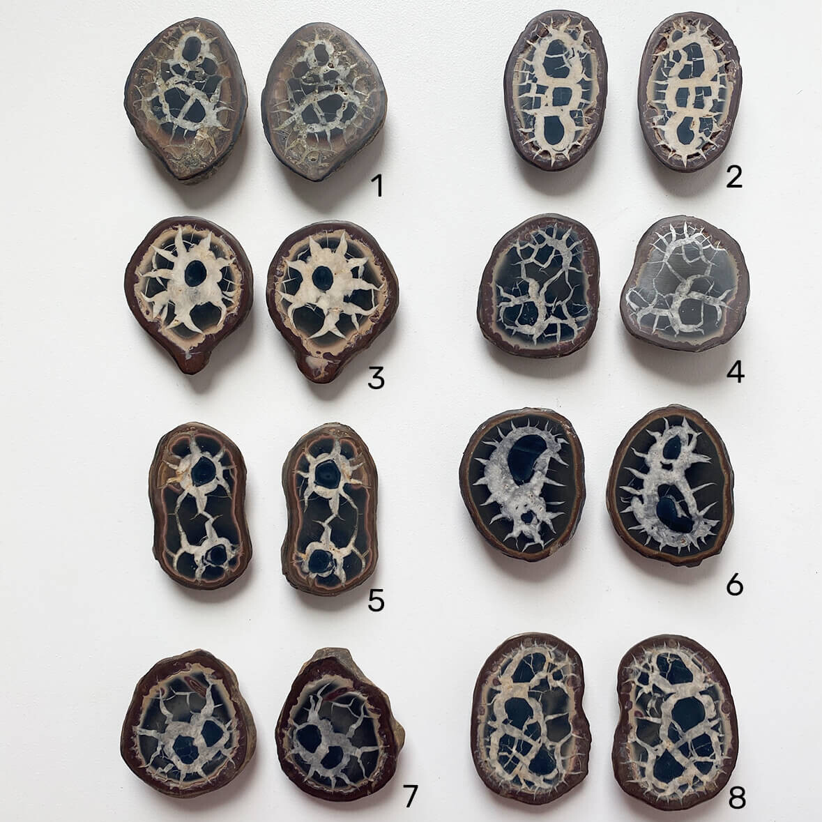 septaria-dosmitades-mediana