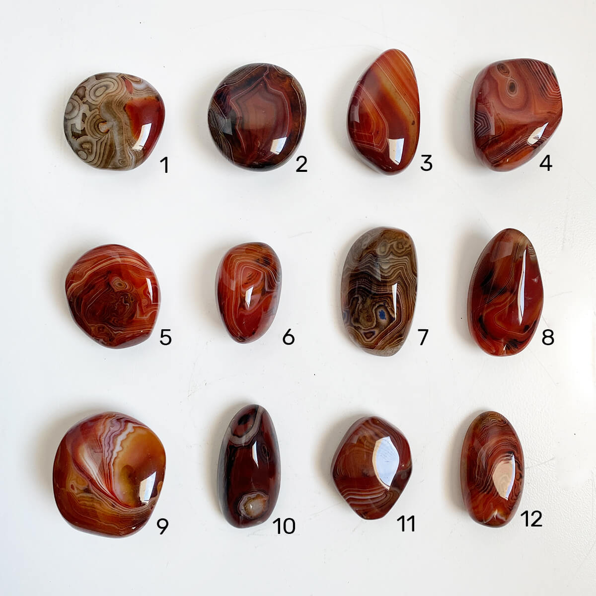 rodado-sardonix-mediano1