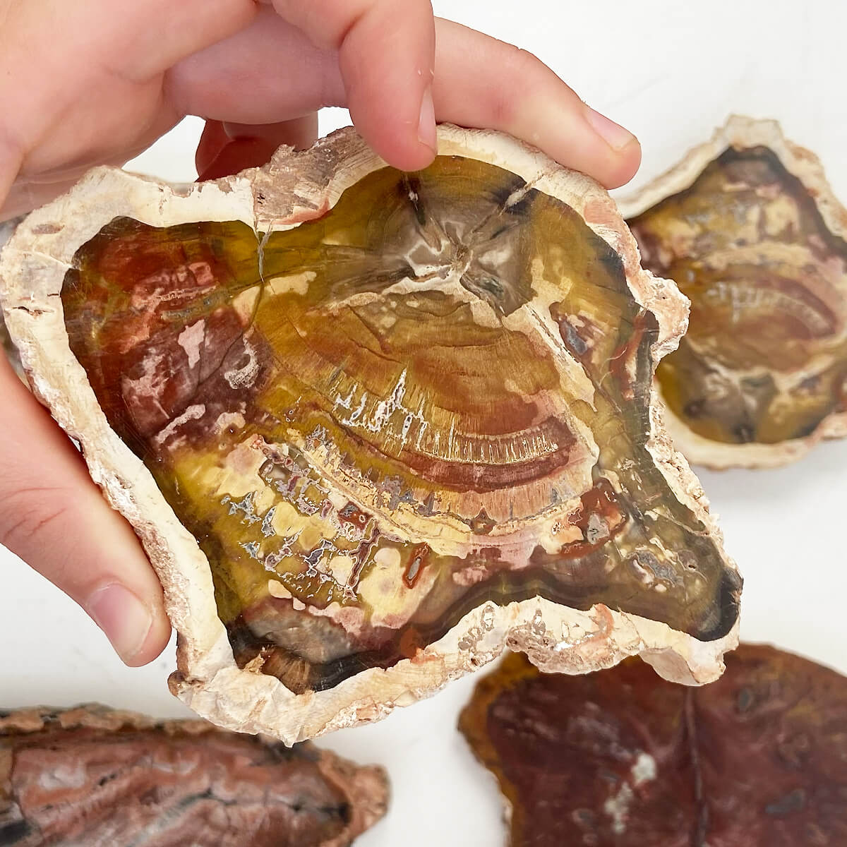 placa de xilopalo mediana