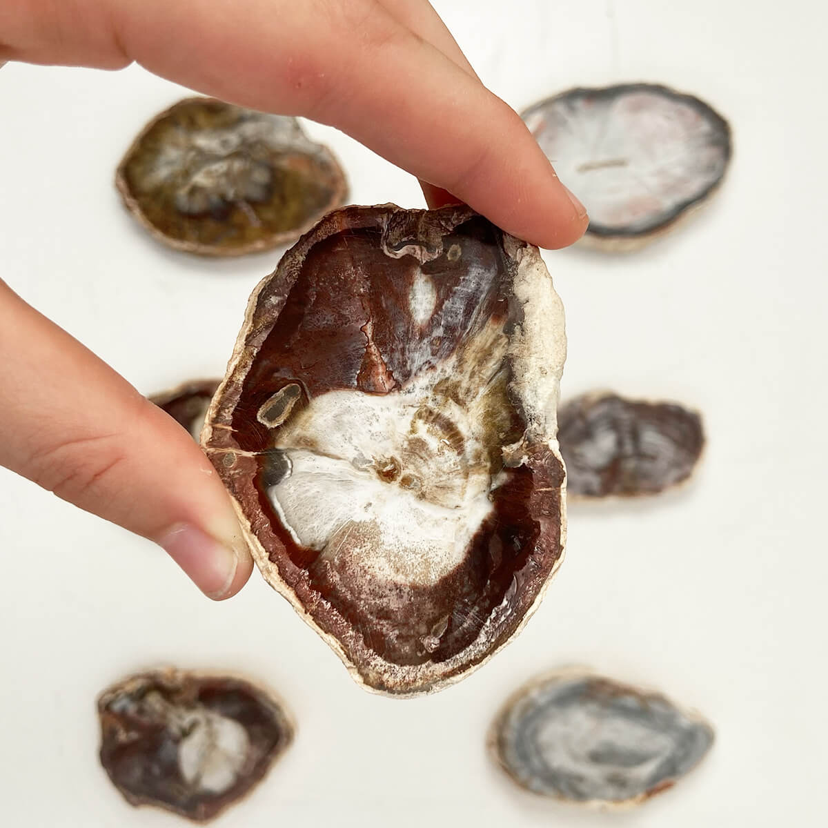 placa de xilópalo pequeña