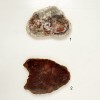 placa-xilopalo-med-1