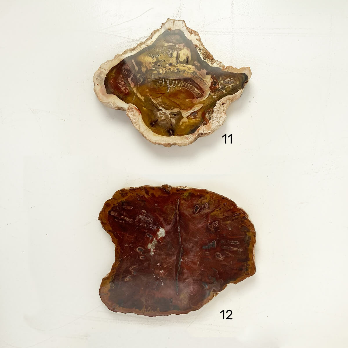 placa xilopalo med 6